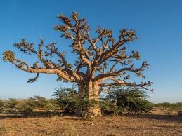 baobab baobab